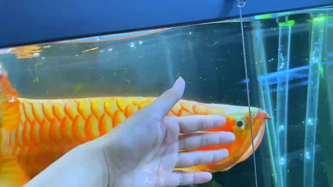 換魚龍鳴