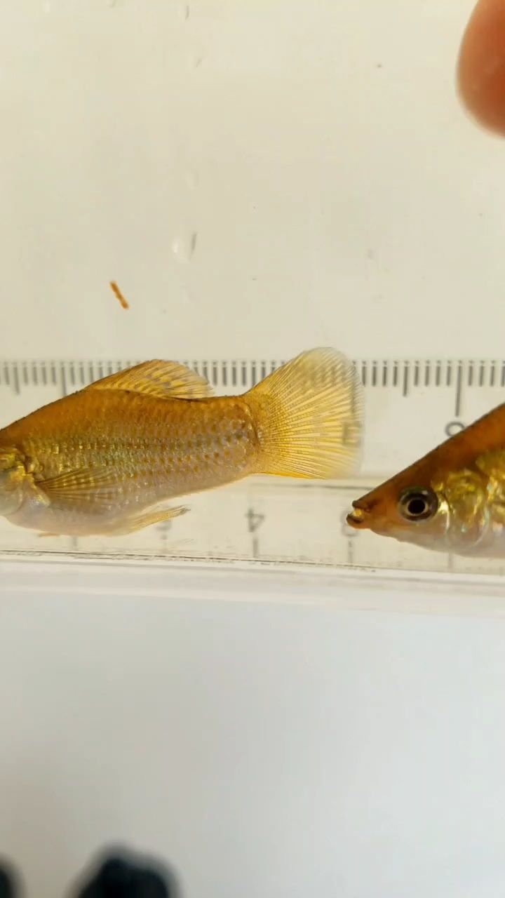紅龍魚(yú)用黃燈烤有用嗎 瑪麗魚(yú) 龍魚(yú)論壇 瑪麗魚(yú) 瑪麗魚(yú) 龍魚(yú)論壇