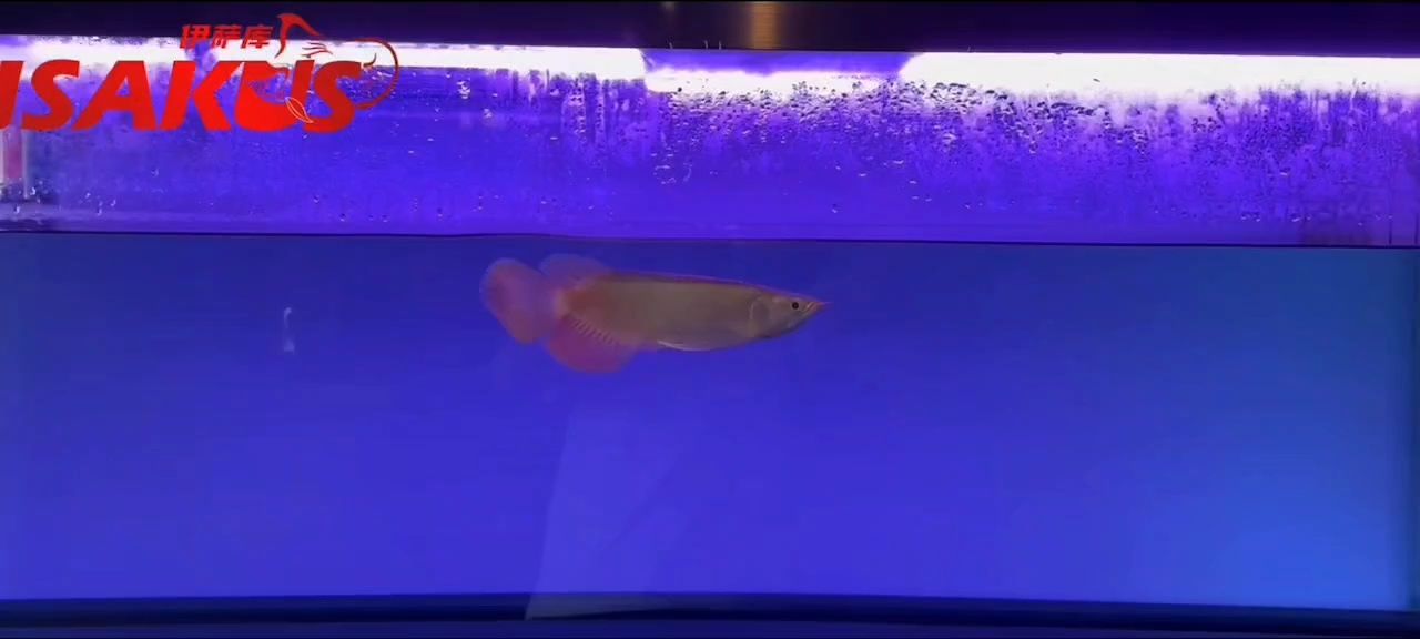 美到無法形容它就是一個藝術品 6位數的就是好看 美到無法形容它就是一個藝術品 6位數的就是好看