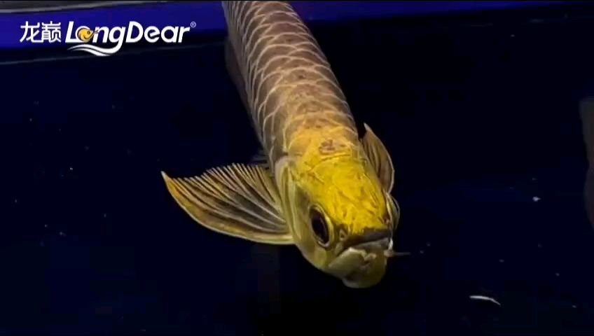 轉(zhuǎn)發(fā)738 轉(zhuǎn)發(fā)738 龍魚論壇