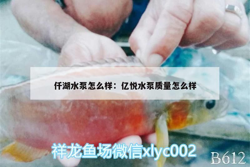 仟湖水泵怎么樣:億悅水泵質量怎么樣