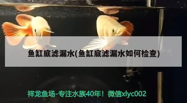 魚缸底濾漏水(魚缸底濾漏水如何檢查) 魚缸底濾漏水(魚缸底濾漏水如何檢查) 觀賞魚百科