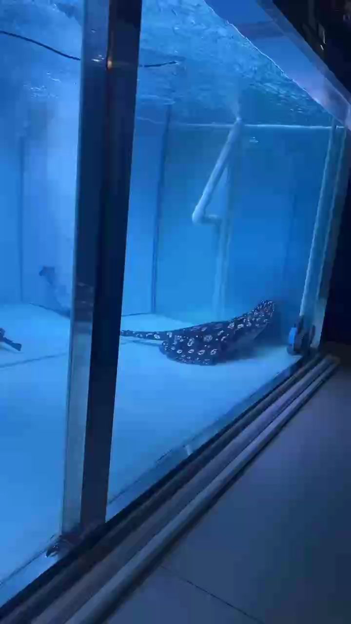 印尼虎魚多少溫度飼養(yǎng)最好:印尼虎魚多少溫度飼養(yǎng)最好印尼虎魚多少溫度飼養(yǎng)最好 一缸大肚子#幸運快樂 龍魚論壇 一缸大肚子#幸運快樂 一缸大肚子#幸運快樂 龍魚論壇