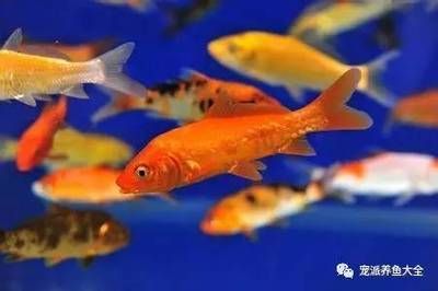 觀賞魚淘寶店推薦哪個品種好（在淘寶上購買觀賞魚時，選擇一個信譽良好的店鋪是非常重要的）