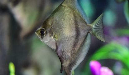 觀賞魚淘寶店推薦哪個品種好(在淘寶上購買觀賞魚時,選擇一個信譽良好的店鋪是非常重要的) 愛龍仕 第4張 觀賞魚淘寶店推薦哪個品種好(在淘寶上購買觀賞魚時,選擇一個信譽良好的店鋪是非常重要的) 觀賞魚淘寶店推薦哪個品種好(在淘寶上購買觀賞魚時,選擇一個信譽良好的店鋪是非常重要的) 愛龍仕 第4張