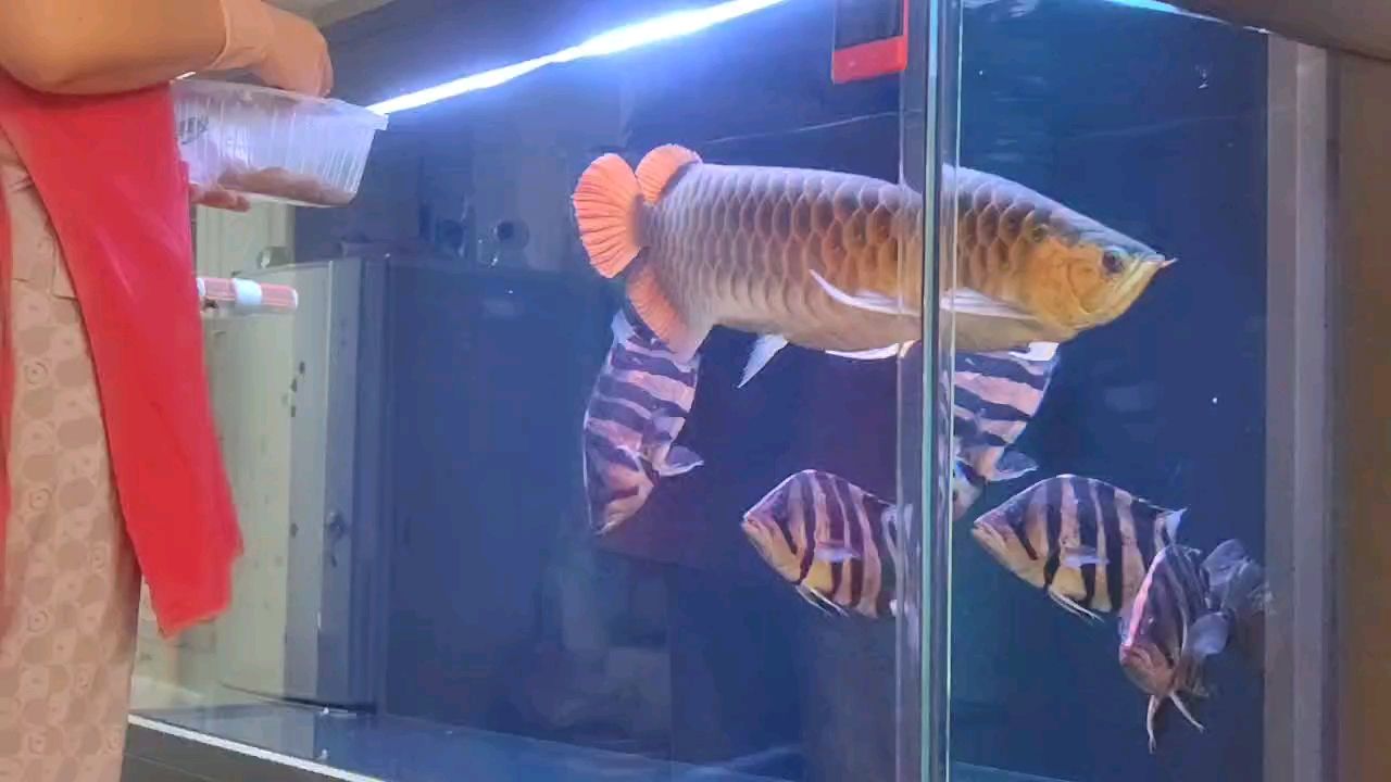 喂點食