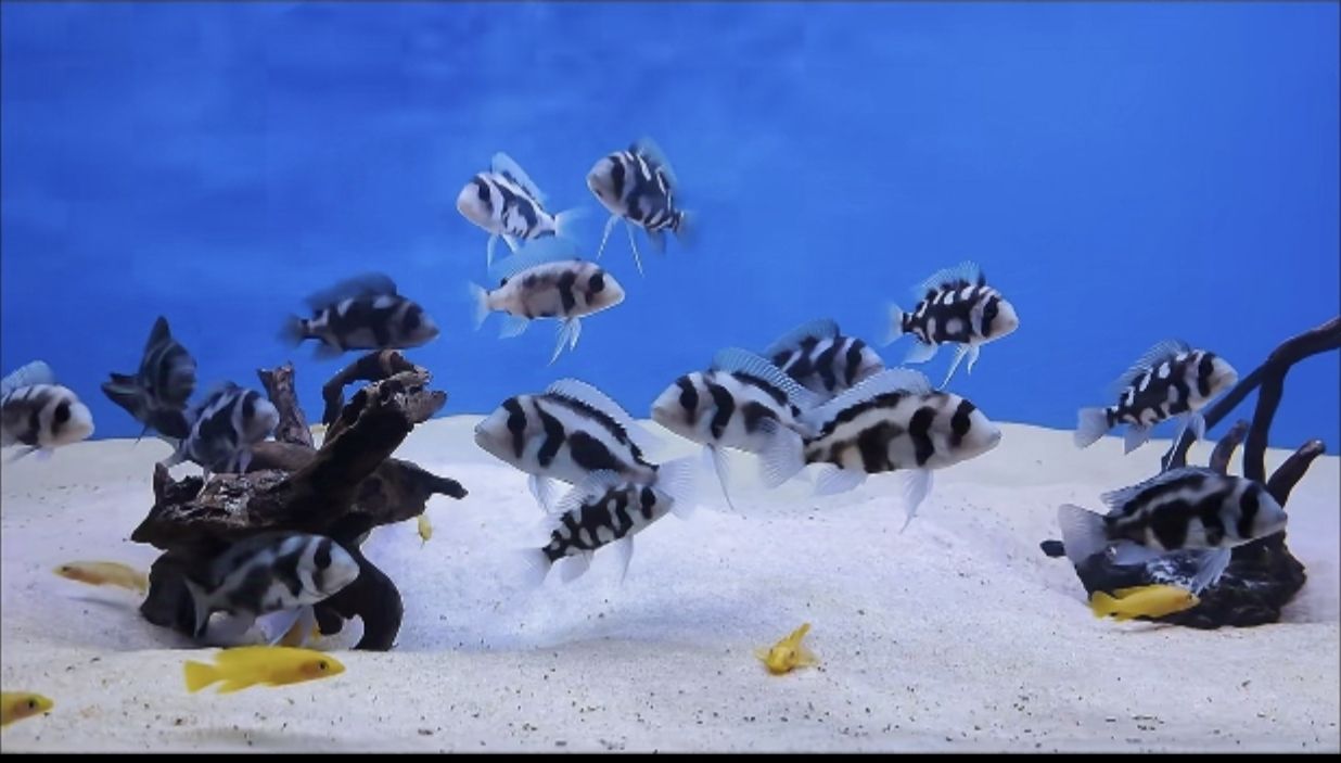 考考什么魚