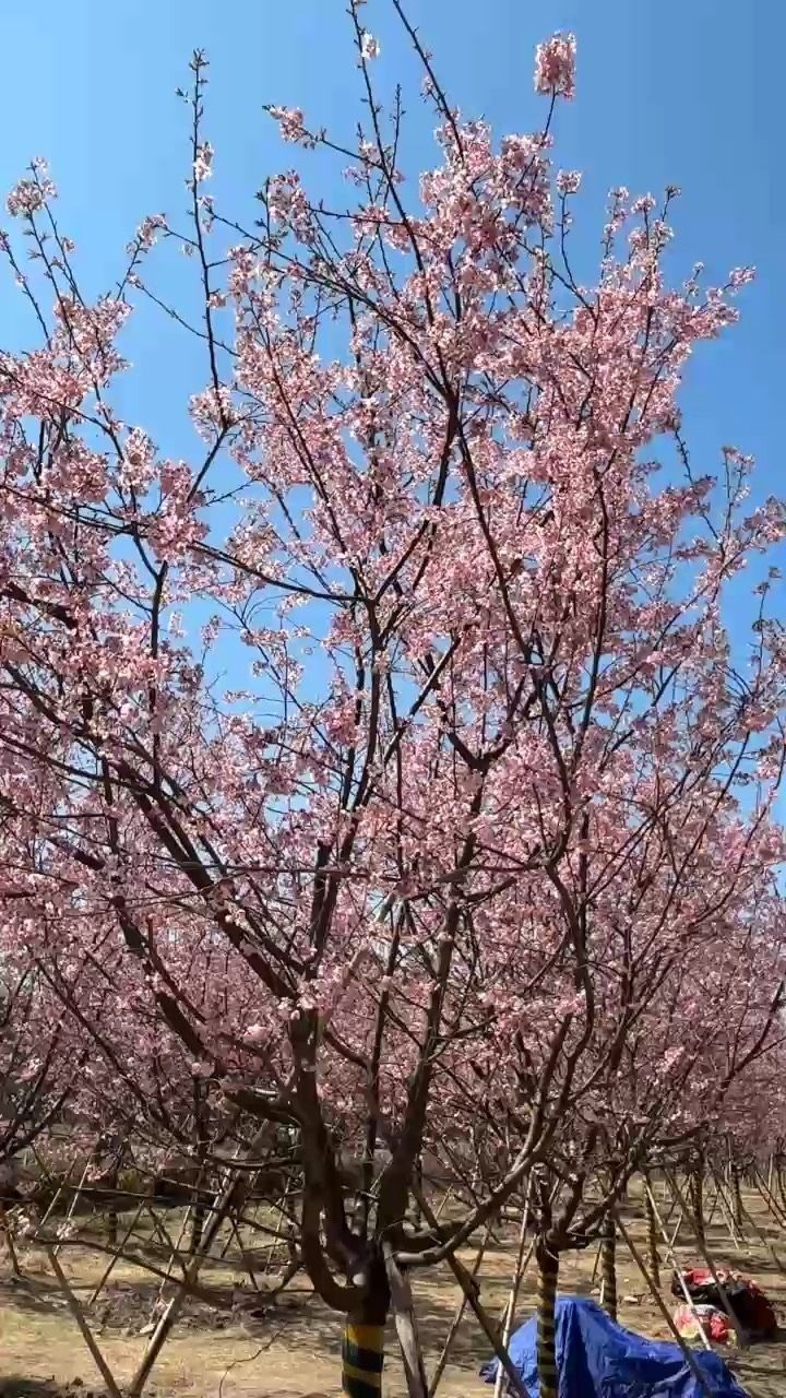 早櫻