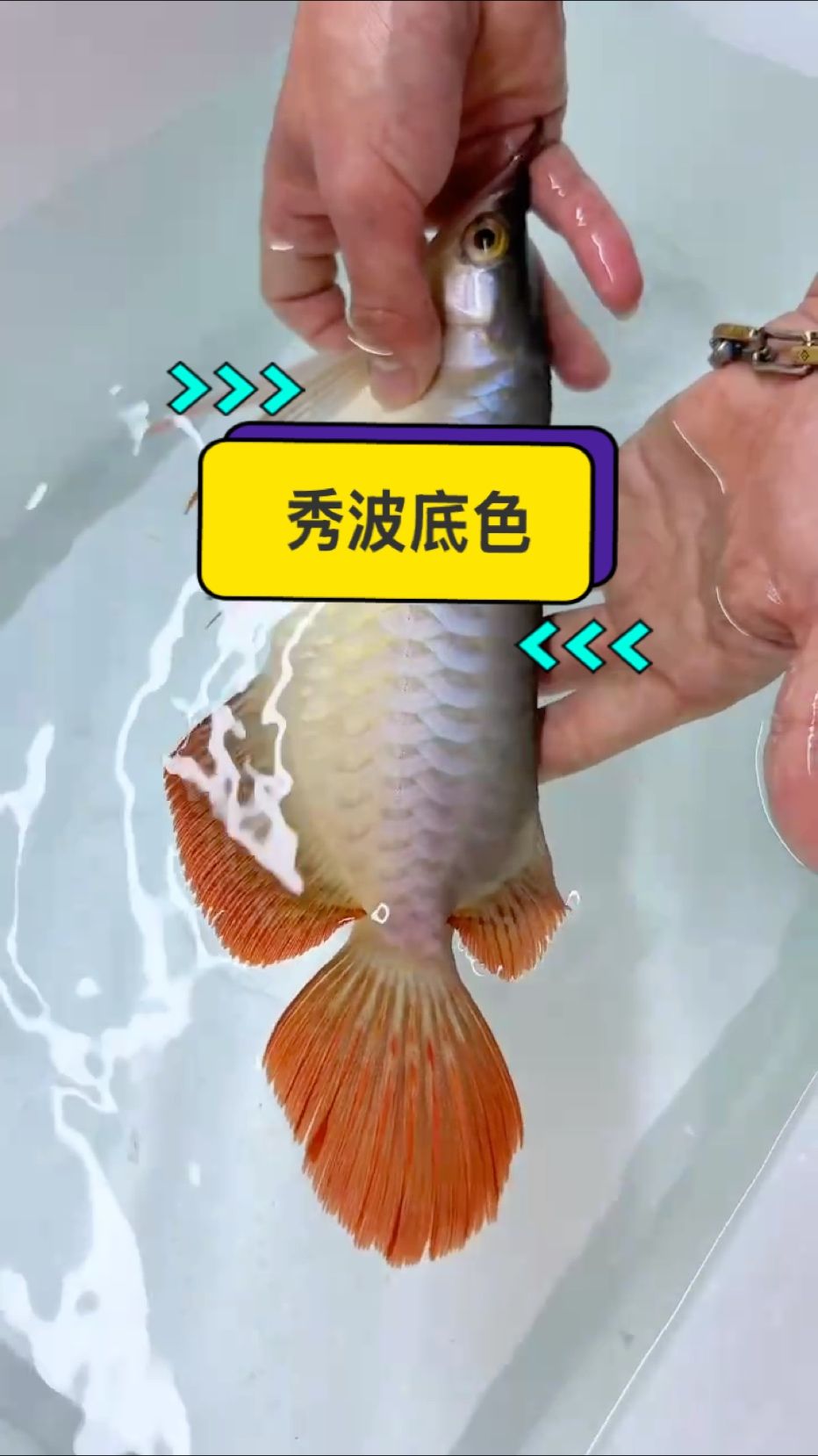 我們的龍魚為什么那么多滿片發(fā)色個(gè)體？ 這個(gè)視頻給你答案！！！ 紅龍魚發(fā)色紅不紅看底色，麻醉一條26公分小魚出來自然光線給大家看下鱗底！ 自然光下龍魚底色越重未來發(fā)色越優(yōu)秀！ （目前的科技和狠活暫時(shí)無法在底色上造假，但請(qǐng)注意避免神燈效果） 快看看你的龍魚底色如何吧?? #萬隆天王紅龍 #觀賞魚 #龍魚 #紅龍