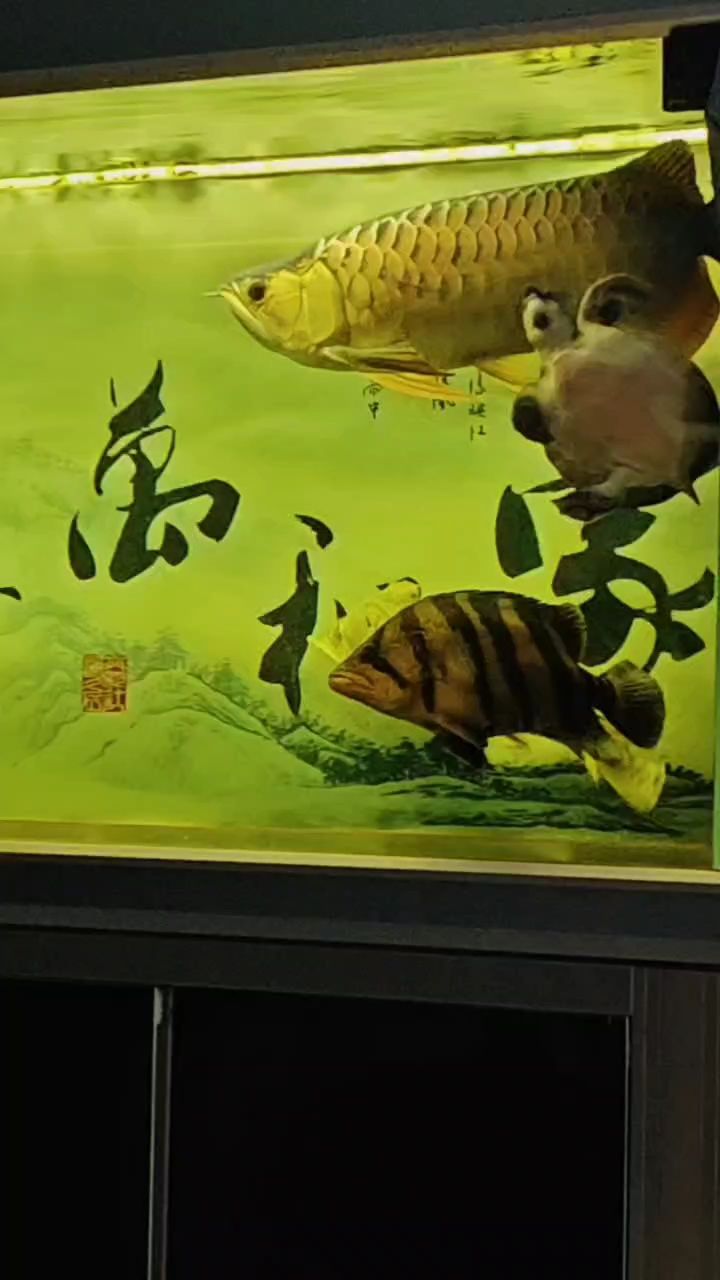 大了能不能球