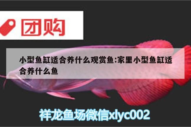 小型魚缸適合養什么觀賞魚:家里小型魚缸適合養什么魚