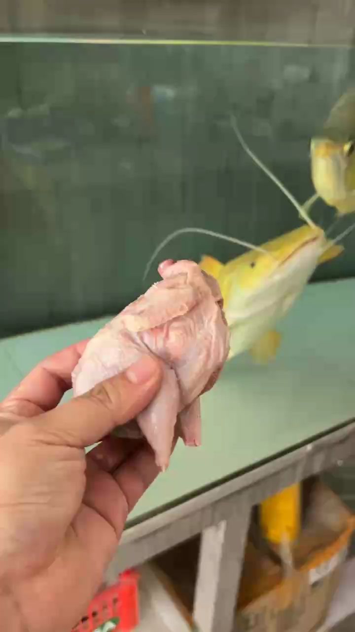 魚缸用增氧泵價格是多少:魚缸增氧機(jī)-xtrac增氧機(jī)-xtrac增氧機(jī) 深淵巨口,已經(jīng)可以吞下很多東西了 龍魚論壇 深淵巨口,已經(jīng)可以吞下很多東西了 深淵巨口,已經(jīng)可以吞下很多東西了 龍魚論壇