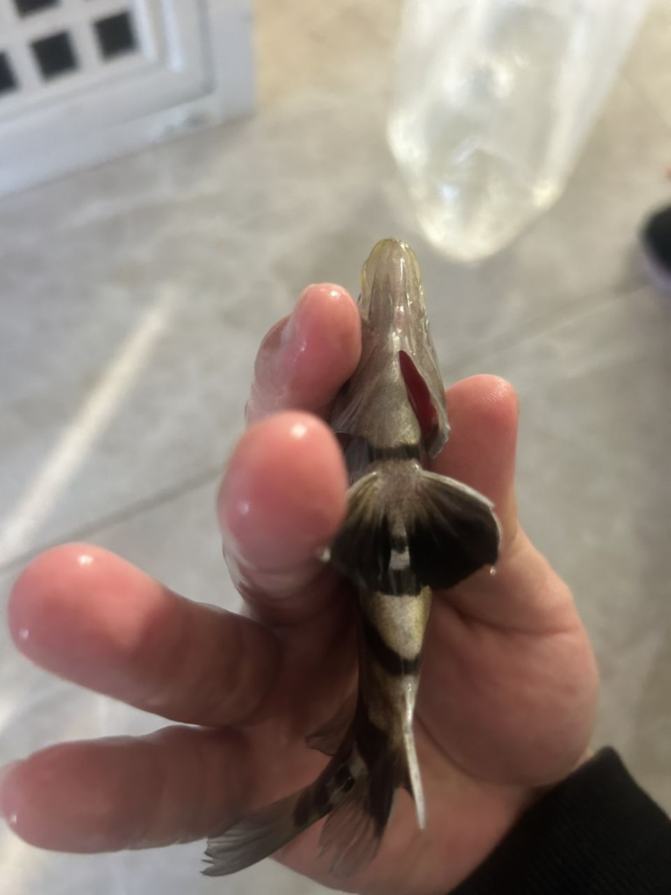 四紋虎魚(yú)包肚包脖，高身，14-15厘米