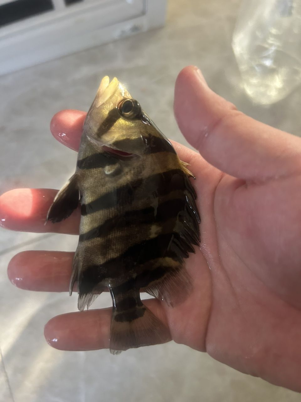 四紋虎魚(yú)包肚包脖，高身，14-15厘米
