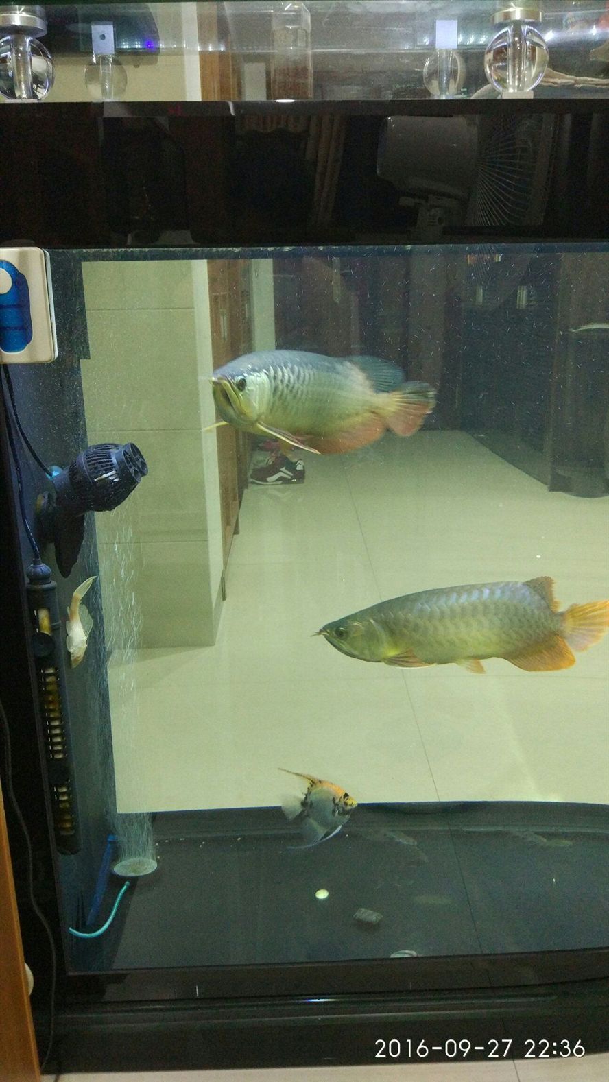 巴中水族館2016927 巴中水族館2016927 錦鯉魚百科 第2張