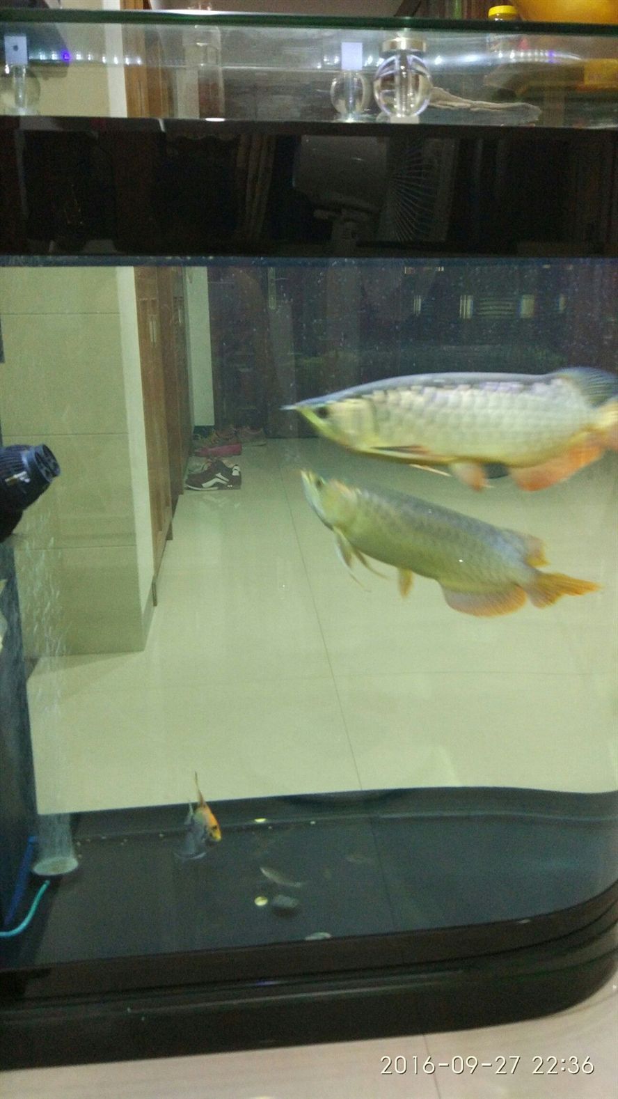 巴中水族館2016927 巴中水族館2016927 錦鯉魚百科 第3張