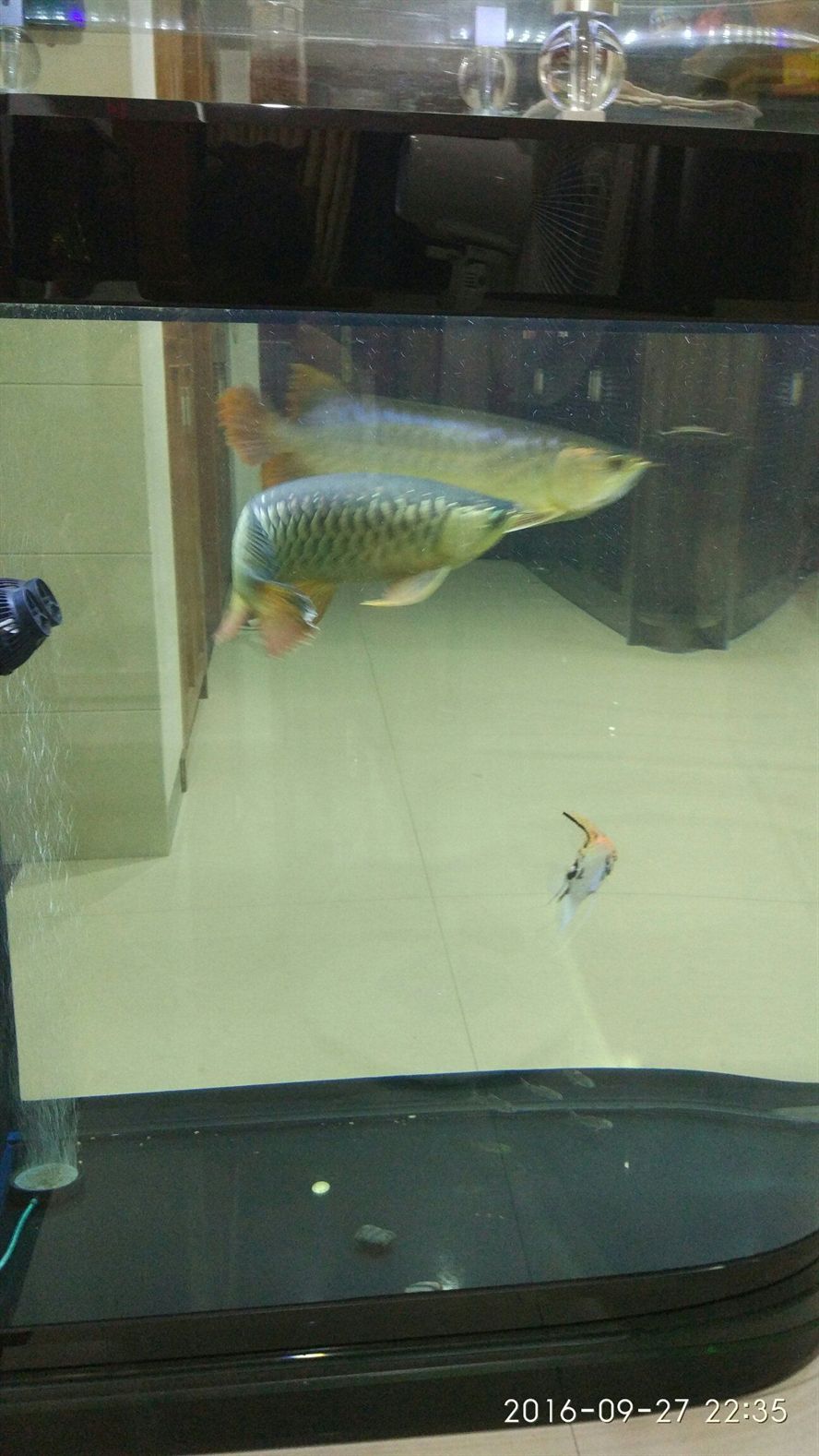 巴中水族館2016927 巴中水族館2016927 錦鯉魚百科 第4張
