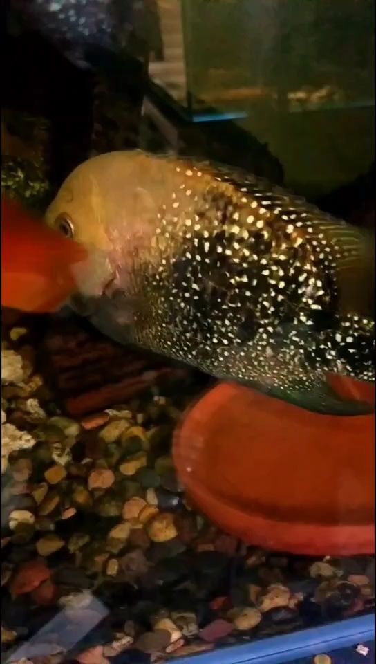黃金德州豹 黃金德州豹 龍魚論壇