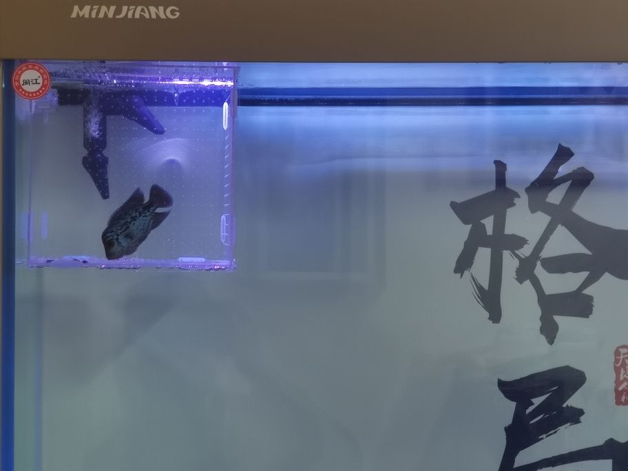 阿泰頭部發展還是沒達到預期，個頭長的倒是挺快，決定給他住單人單間，壓一段時間，順便把樓下大本請上來刺激他一下[huaixiao][huaixiao][huaixiao][huaixiao]
