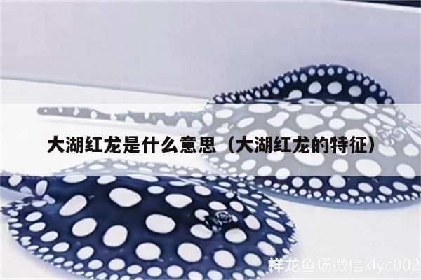 大湖紅龍是什么意思（大湖紅龍的特征） 大湖紅龍是什么意思（大湖紅龍的特征） 大湖紅龍魚百科