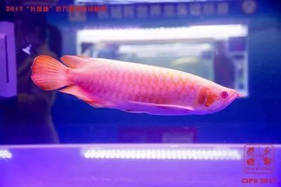 魟魚能和七彩魚混養嗎：仙魚和七彩魚混養的信息：[需手動填充]魚與七彩魚混養的信息