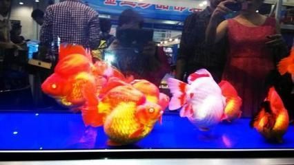 2024年觀賞魚(yú)展覽會(huì)圖片：2024年中國(guó)(福州)國(guó)際漁業(yè)博覽會(huì) 2024年觀賞魚(yú)展覽會(huì)圖片：2024年中國(guó)(福州)國(guó)際漁業(yè)博覽會(huì) 魚(yú)缸百科 第2張