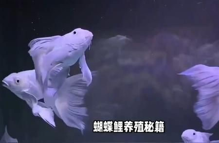 蝴蝶鯉苗育苗最簡(jiǎn)單三個(gè)步驟（蝴蝶鯉育苗最簡(jiǎn)單的三個(gè)步驟）