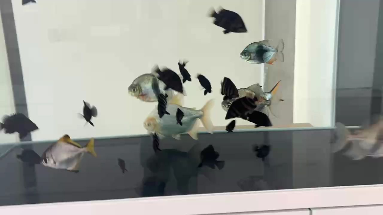 一缸虎魚 一缸虎魚 龍魚論壇