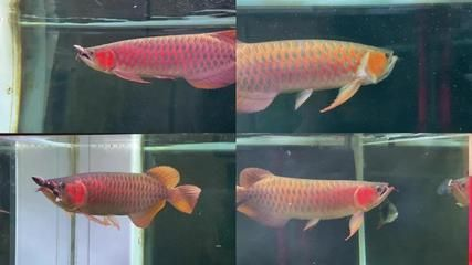 金龍魚和血紅龍魚哪個好養活：金龍魚與血紅龍魚價格對比，