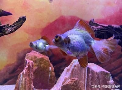 觀賞魚水族館(佛山觀賞魚水族館) 和興紅龍 第4張 觀賞魚水族館(佛山觀賞魚水族館) 觀賞魚水族館(佛山觀賞魚水族館) 和興紅龍 第4張