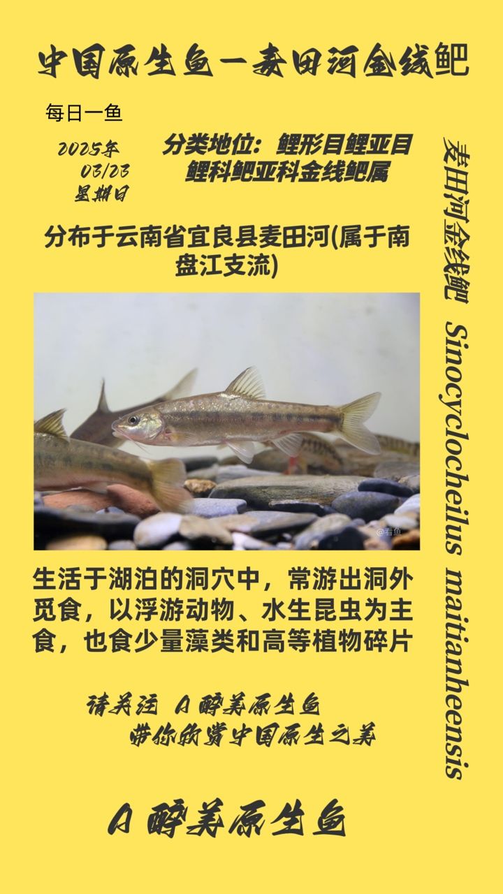 麥田河金線鲃個(gè)