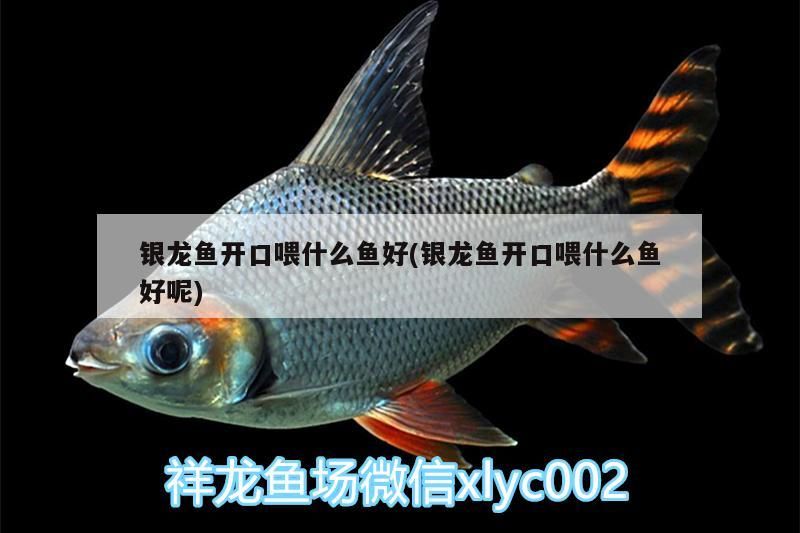銀龍魚(yú)開(kāi)口喂什么魚(yú)好(銀龍魚(yú)開(kāi)口喂什么魚(yú)好呢)