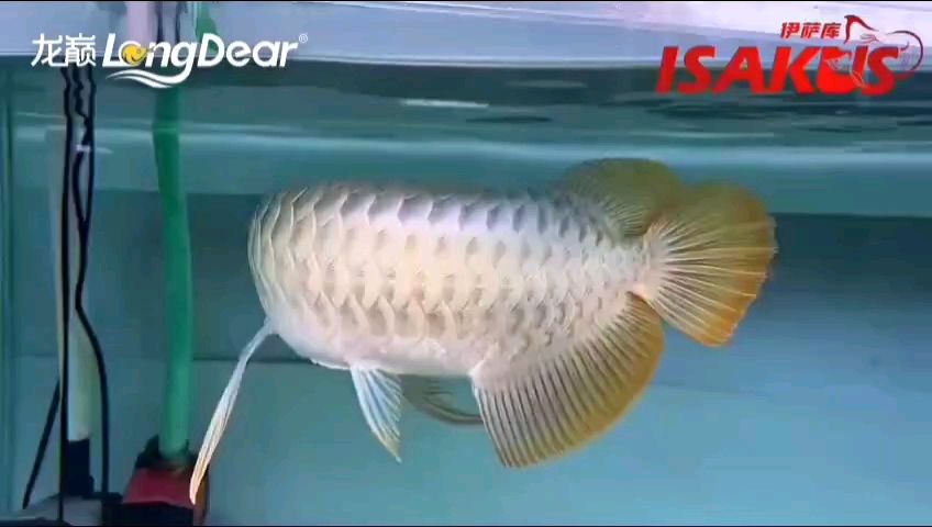 轉發737 轉發737 龍魚論壇