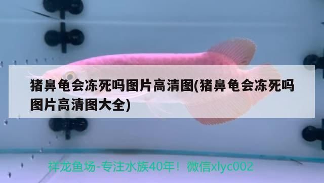 豬鼻龜會凍死嗎圖片高清圖(豬鼻龜會凍死嗎圖片高清圖大全)