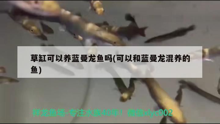 草缸可以養藍曼龍魚嗎(可以和藍曼龍混養的魚)