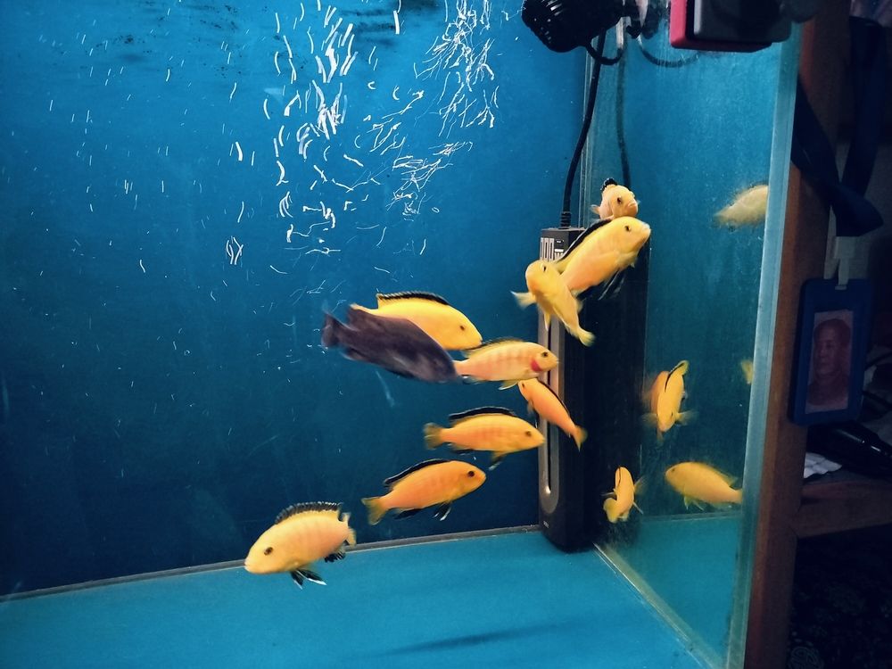 給家里缸弄點新品種 龍魚論壇 第1張 給家里缸弄點新品種 給家里缸弄點新品種 龍魚論壇 第1張