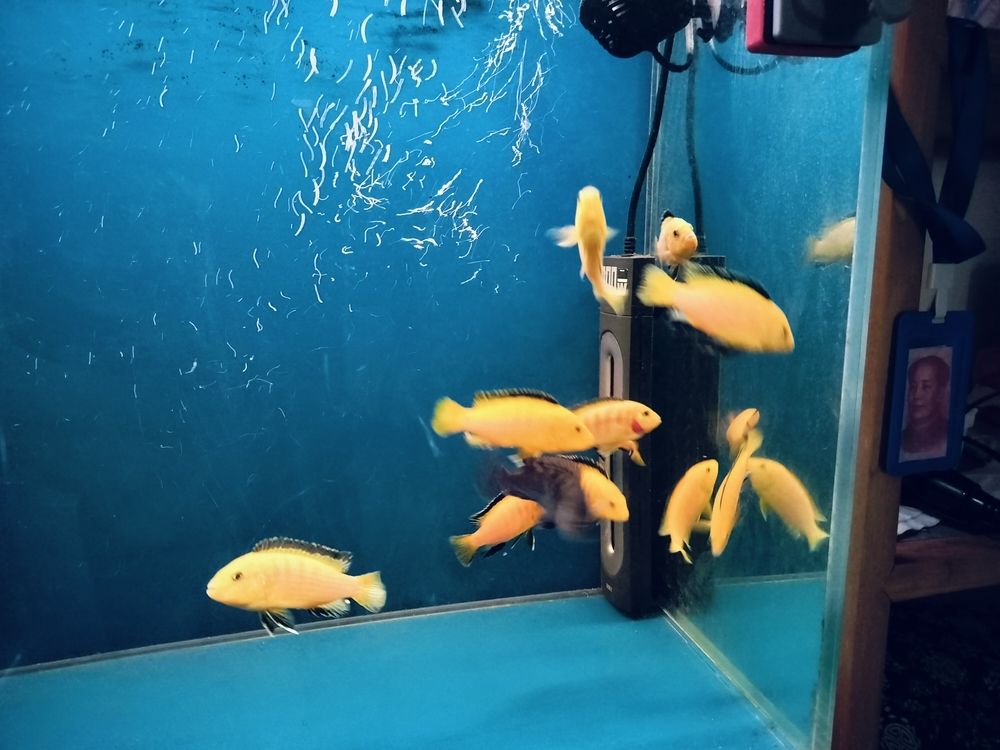 給家里缸弄點新品種 龍魚論壇 第2張 給家里缸弄點新品種 給家里缸弄點新品種 龍魚論壇 第2張