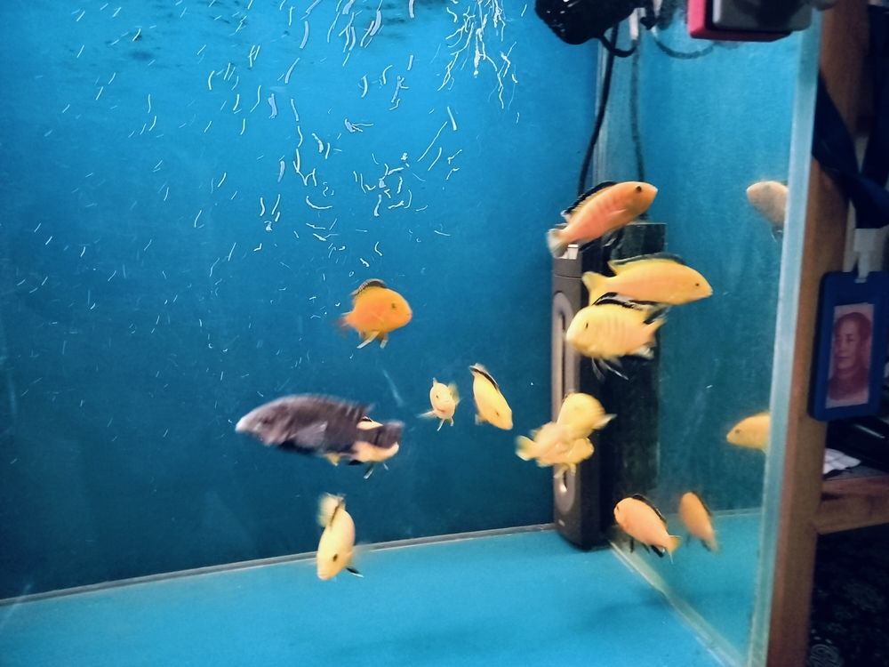 給家里缸弄點新品種 龍魚論壇 第4張 給家里缸弄點新品種 給家里缸弄點新品種 龍魚論壇 第4張
