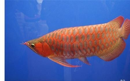 紅龍魚的壽命是多少天：如何判斷紅龍魚的年齡