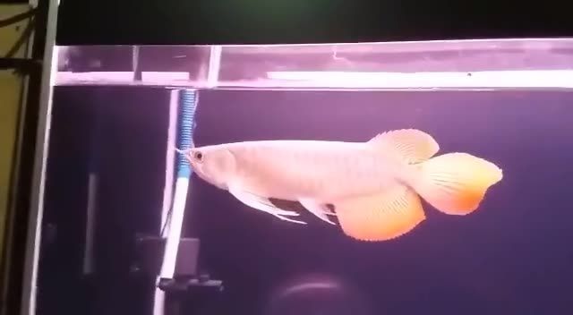 紅龍魚大湖魚能吃嗎：紅龍魚大湖魚的營養價值