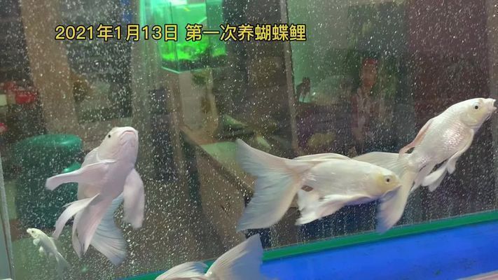 蝴蝶鯉一年長了3cm正常嗎（蝴蝶鯉生長速度受哪些因素影響）