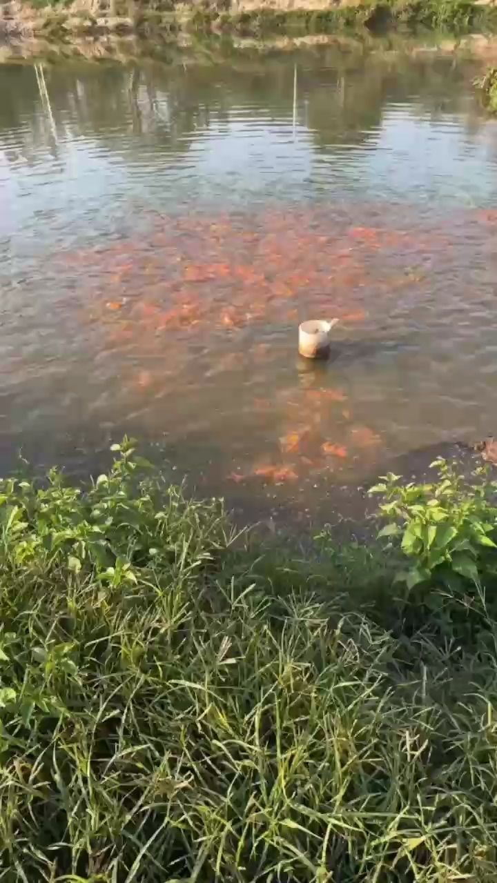 蝴蝶鯉，普身