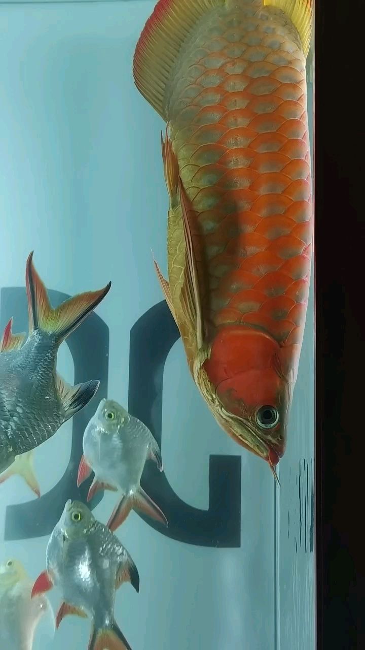 龍魚白燈的顏色