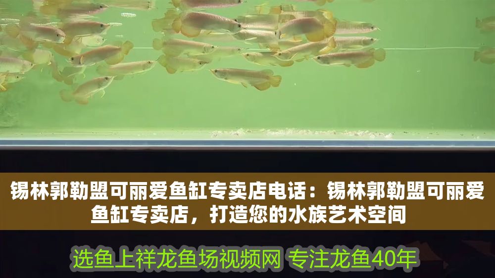 錫林郭勒盟可麗愛魚缸專賣店電話：錫林郭勒盟可麗愛魚缸專賣店，打造您的水族藝術(shù)空間