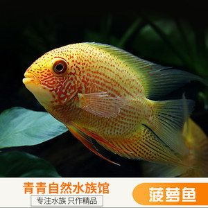 非洲觀賞魚生活的自然條件有哪些（非洲觀賞魚的起源與演化非洲觀賞魚的起源與演化歷程）