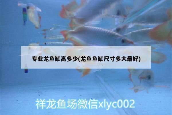 龍魚缸多大合適vs祥龍魚場：龍魚缸尺寸選擇指南