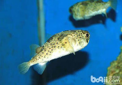 觀賞魚集體死亡原因(觀賞魚的死亡可能是由多種因素引起觀賞魚的健康因素引起的選擇) 印尼大湖漁場(chǎng)產(chǎn)業(yè)聯(lián)盟 第4張 觀賞魚集體死亡原因(觀賞魚的死亡可能是由多種因素引起觀賞魚的健康因素引起的選擇) 觀賞魚集體死亡原因(觀賞魚的死亡可能是由多種因素引起觀賞魚的健康因素引起的選擇) 印尼大湖漁場(chǎng)產(chǎn)業(yè)聯(lián)盟 第4張