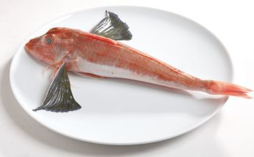 魟魚26度：魟魚的適宜水溫是一個重要的養護參數以下是根據搜索結果得出的信息