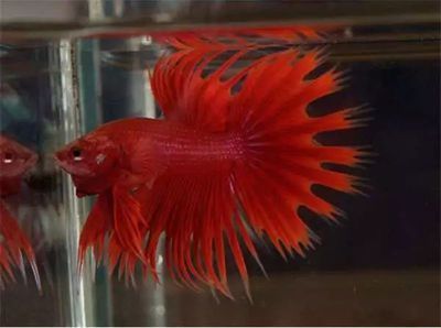 高價觀賞魚品種(觀賞魚品種大全中國論文網(wǎng)觀賞魚市場趨勢水族館魚類養(yǎng)殖技術(shù)) 龍年龍魚 第4張 高價觀賞魚品種(觀賞魚品種大全中國論文網(wǎng)觀賞魚市場趨勢水族館魚類養(yǎng)殖技術(shù)) 高價觀賞魚品種(觀賞魚品種大全中國論文網(wǎng)觀賞魚市場趨勢水族館魚類養(yǎng)殖技術(shù)) 龍年龍魚 第4張