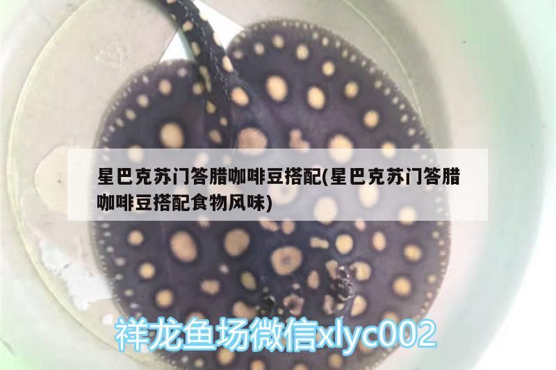 星巴克蘇門答臘咖啡豆搭配(星巴克蘇門答臘咖啡豆搭配食物風味) 星巴克蘇門答臘咖啡豆搭配(星巴克蘇門答臘咖啡豆搭配食物風味) 馬來西亞咖啡